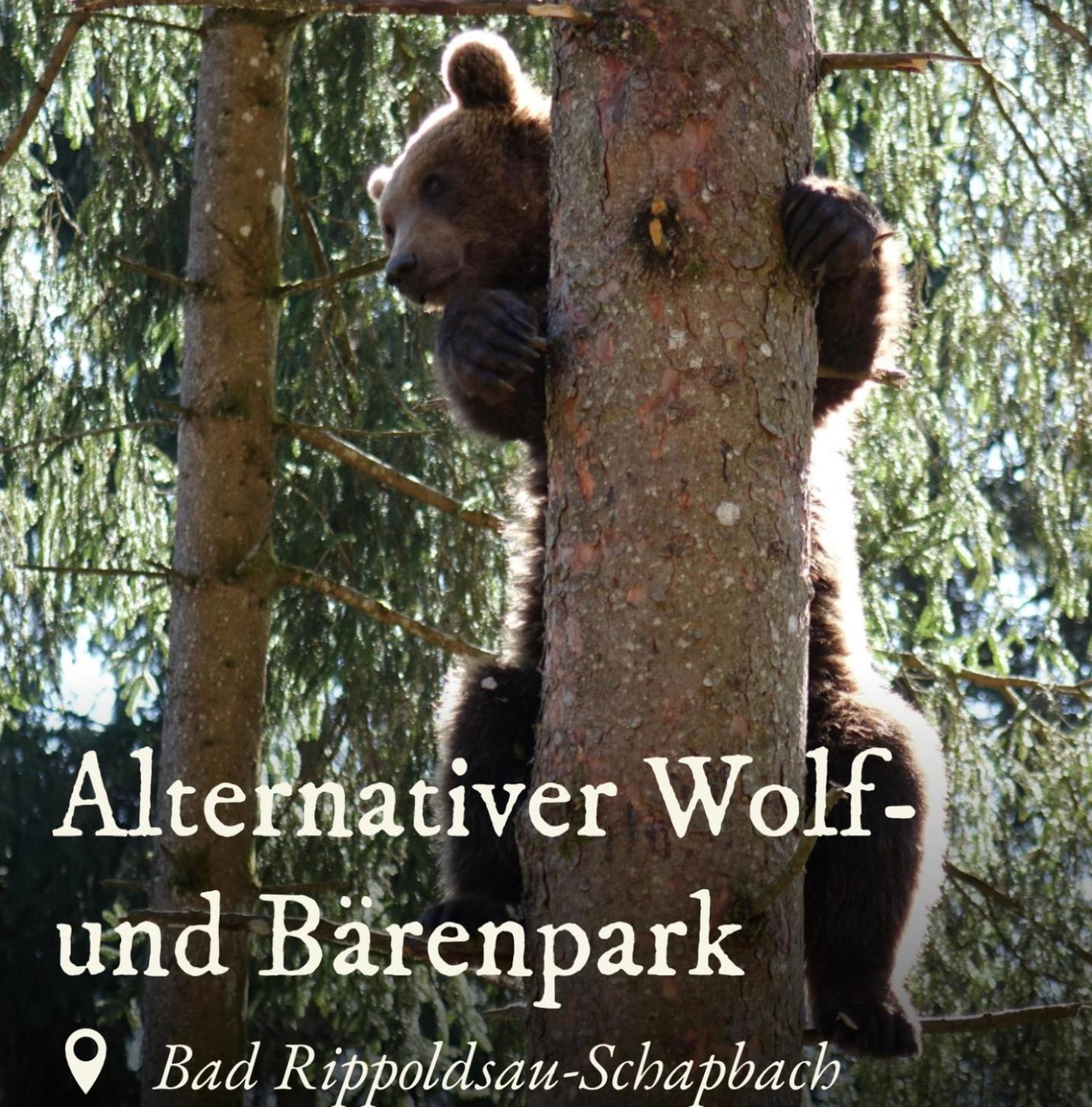 Ferienwohnung Schwarzwald Tannenzaepfle 바이에르스브론 외부 사진